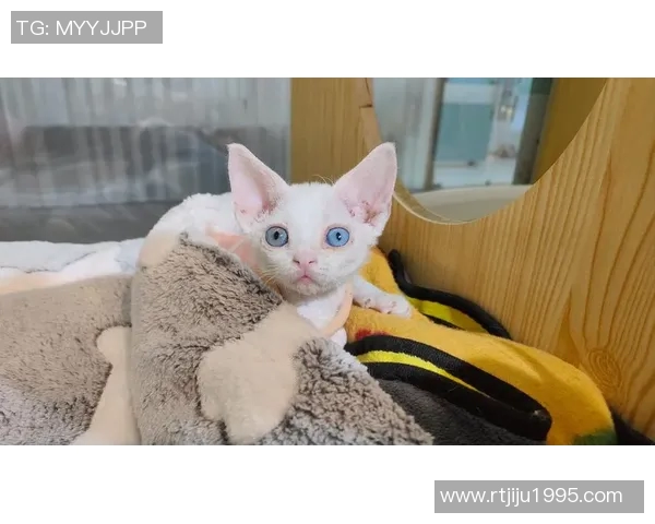 足球场上的萌宠们可爱到爆炸的足球明星们让人心动不已 足球场上的萌宠们可爱到爆炸的足球明星们让人心动不已